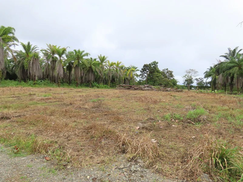 1.45-Acre Lot with Excellent Location in Canaza de Puerto Jimenez - Gallery image 6