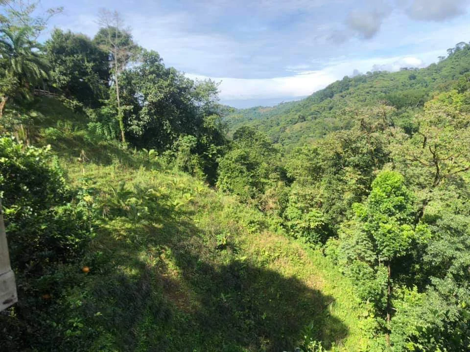 SECLUDED PARADISE WITH STUNNING VIEWS, WATERFALLS & ABUNDANT WILDLIFE - Gallery image 46