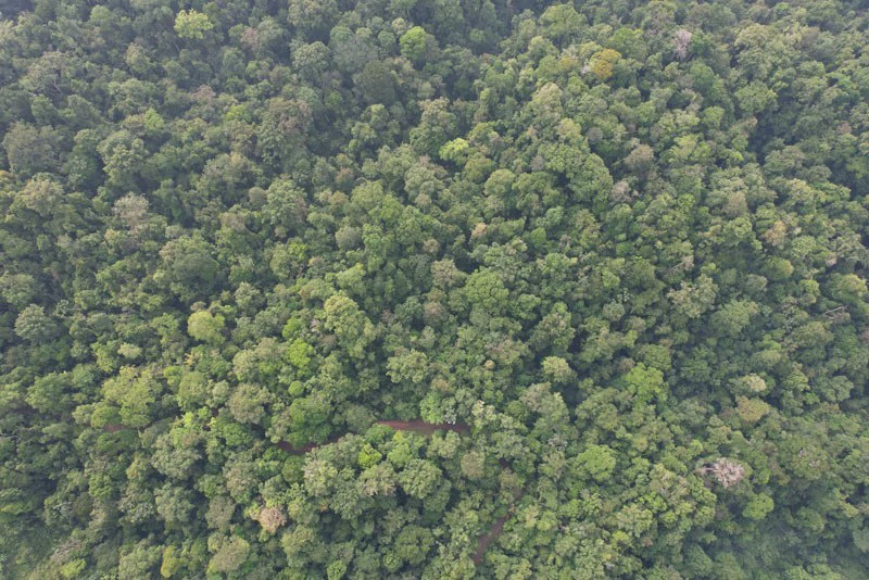34-Acres of Forest For Sale in Riyito de Puerto Jimenez