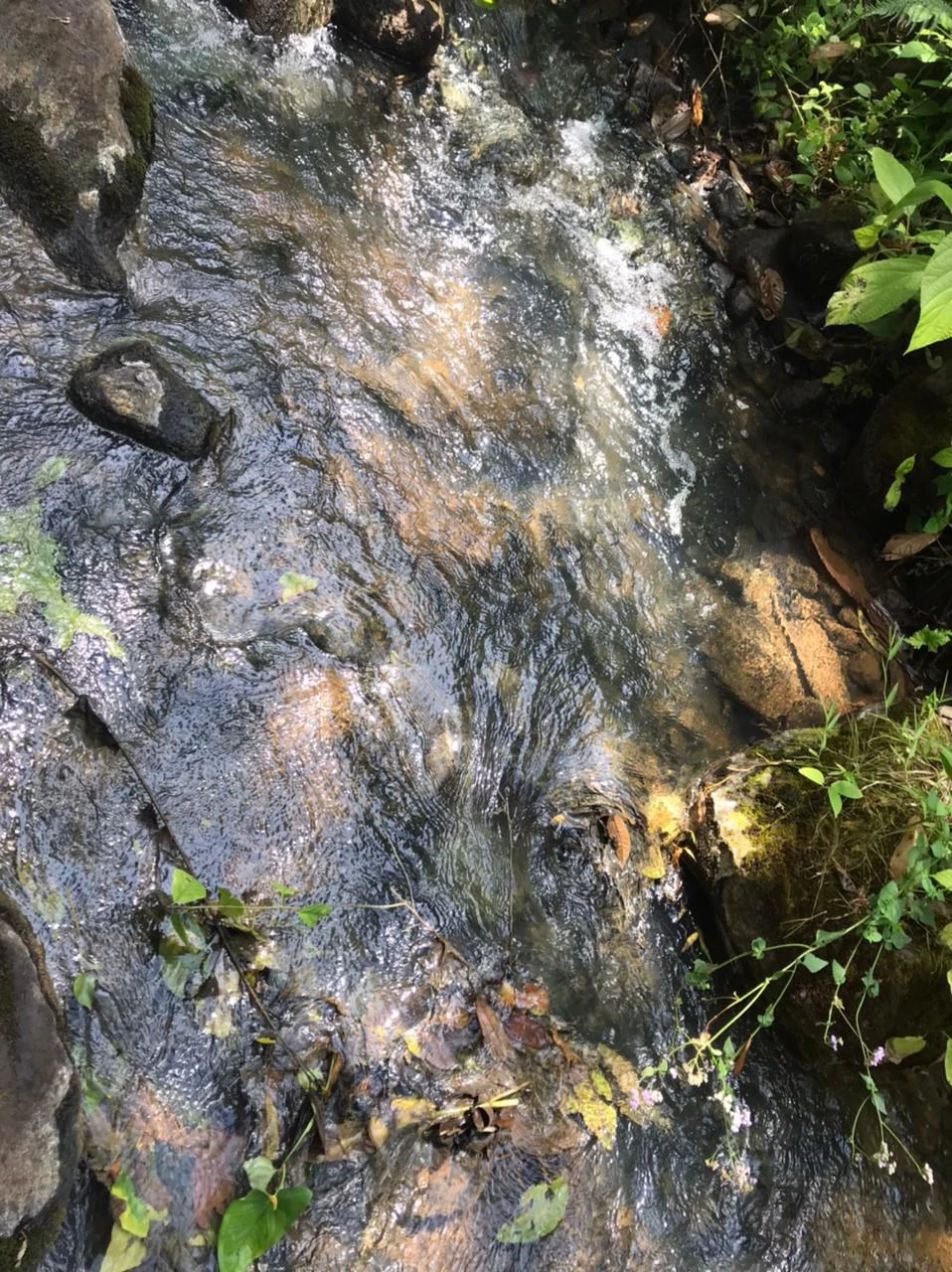 Hot Springs Property for Sale with Two Natural Hot Water Springs, Two Cold Water Creeks, and a Giant 300-Year-Old Tree - Gallery image 8