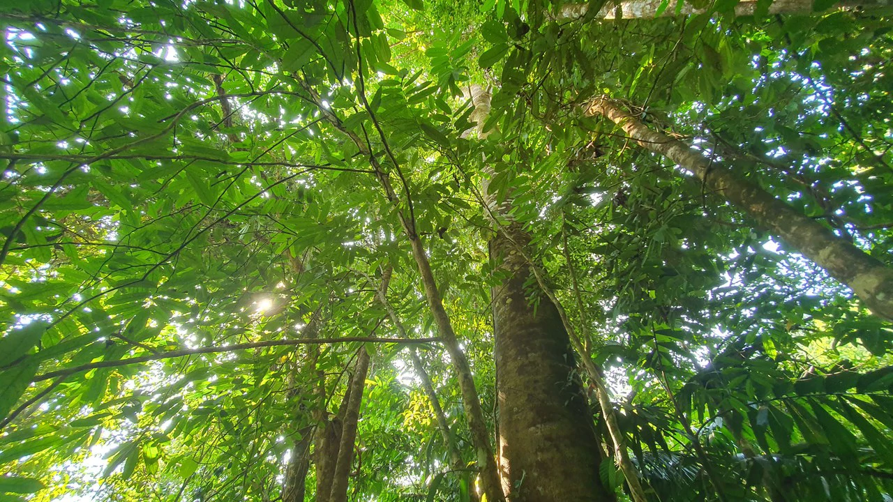 CONSERVATION AND DEVELOPMENT LAND WITH OCEAN VIEW IN SIERPE, COSTA RICA - Gallery image 18