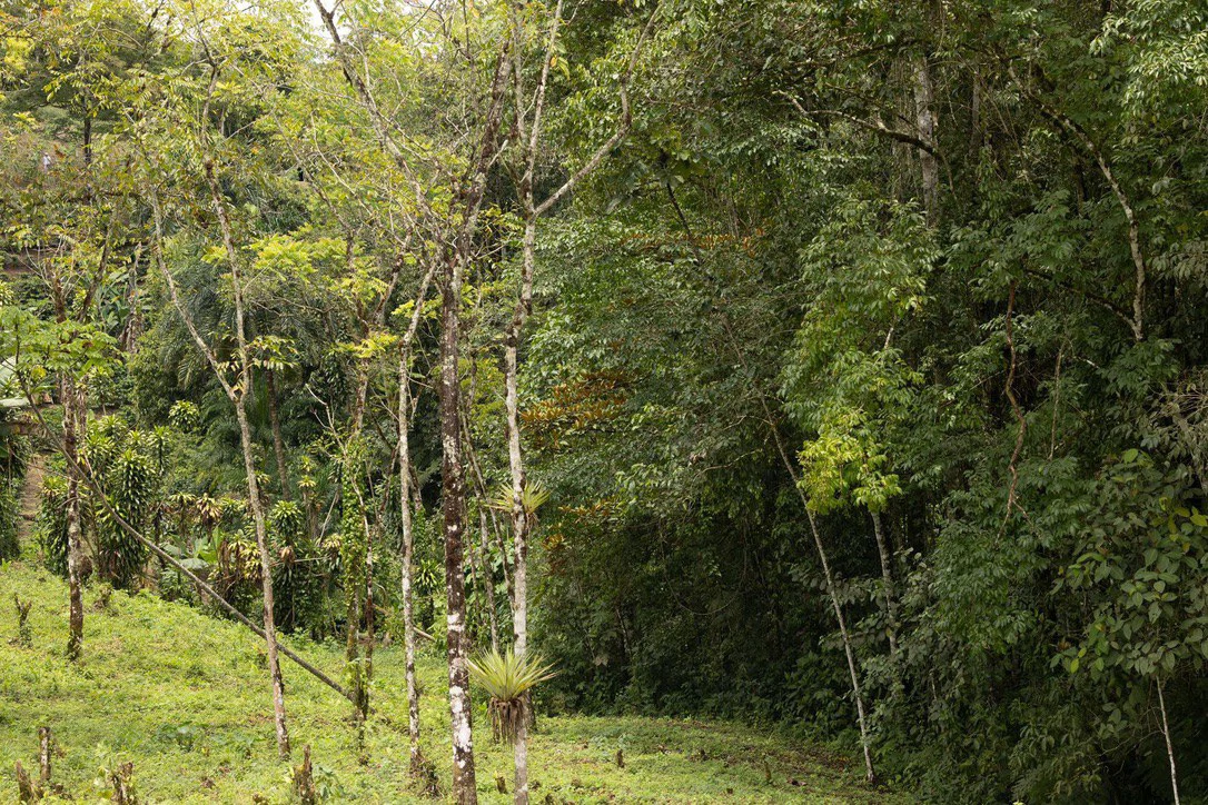 LOVELY 2.8 HECTARE FINCA IN COTO BRUS - Gallery image 4
