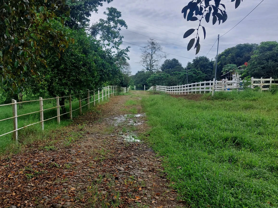 Spectacular Working Cattle Ranch, Guácimo, Limón, Costa Rica 80 ha / 197.6 Acres: Spectacular Working Cattle Ranch, Guácimo, Limón, Costa Rica 80 ha / 197.6 Acres - Gallery image 8