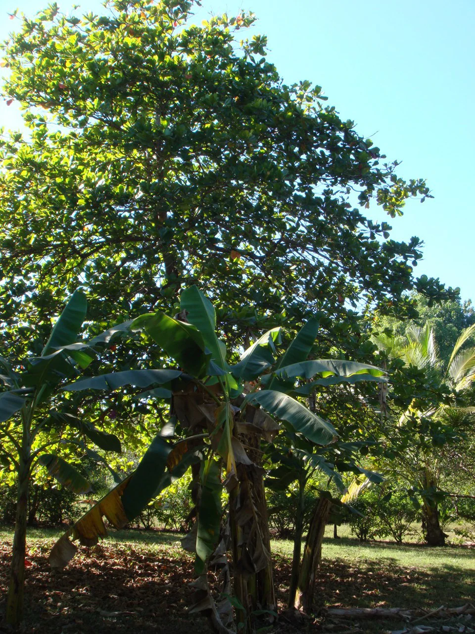 Second-Row Lot for Sale Playa San Miguel, Nandayure, Guanacaste - Gallery image 7