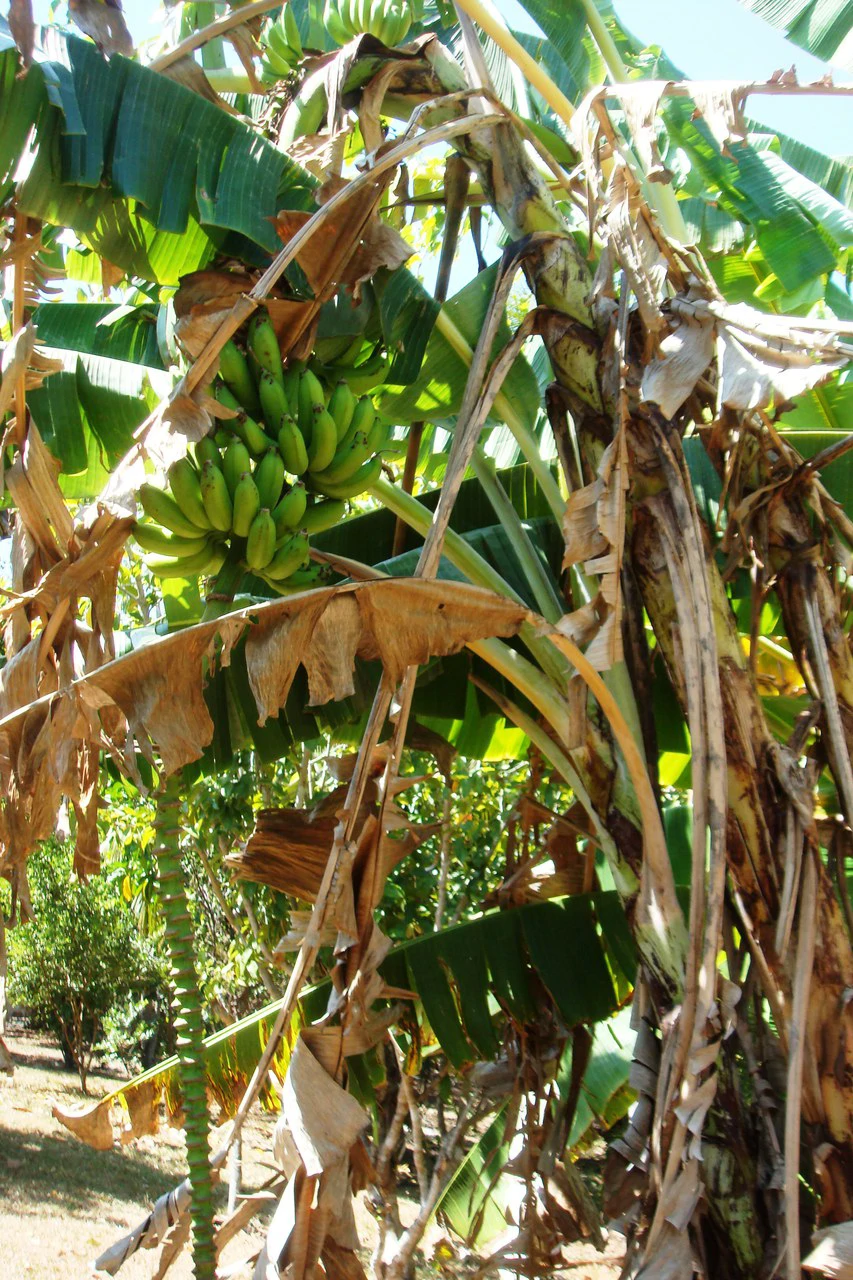 Finca Wellness: Live the Pura Vida Dream – Nature, Privacy & Pacific Beaches - photo 11