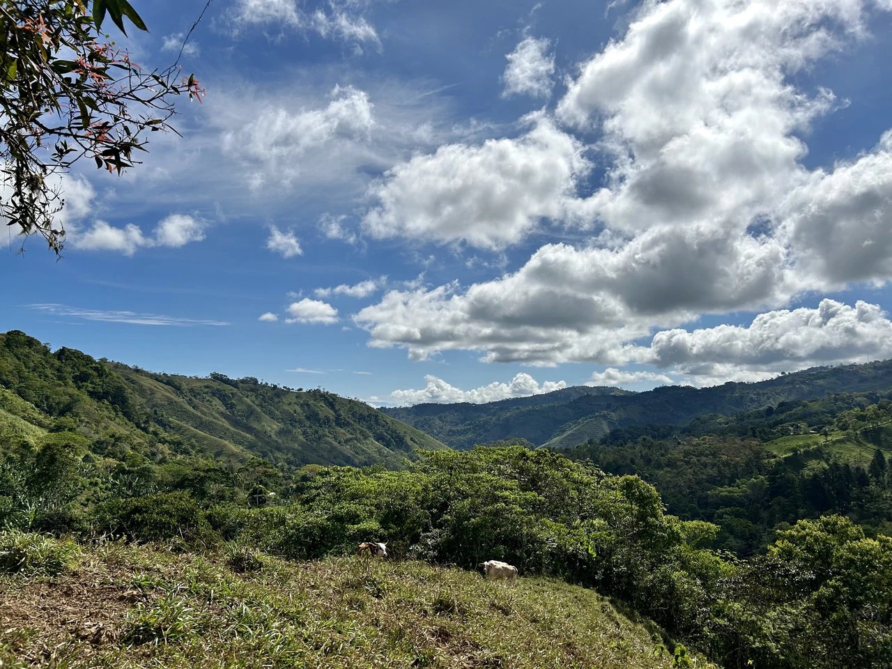 Finca Ceibo Memo: Mountain Home Construction Site For Sale in San Isidro del General - Gallery image 38