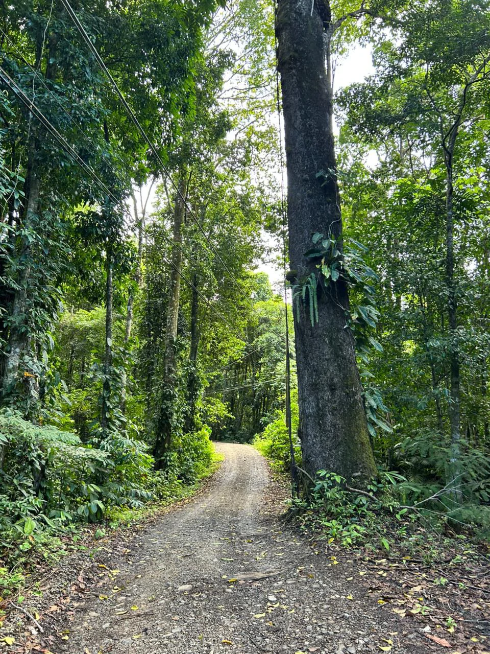 Finca Las Cataratas in Ballena: Mountain Home Construction Site For Sale in Bahía Ballena - Gallery image 9