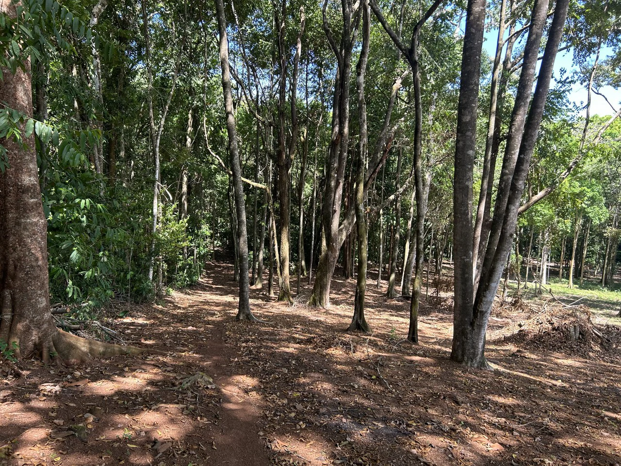 Cabo Matapalo:  3.8 Acre Ocean View Lot In Peninsula De Osa, Golfo Dulce - Gallery image 13