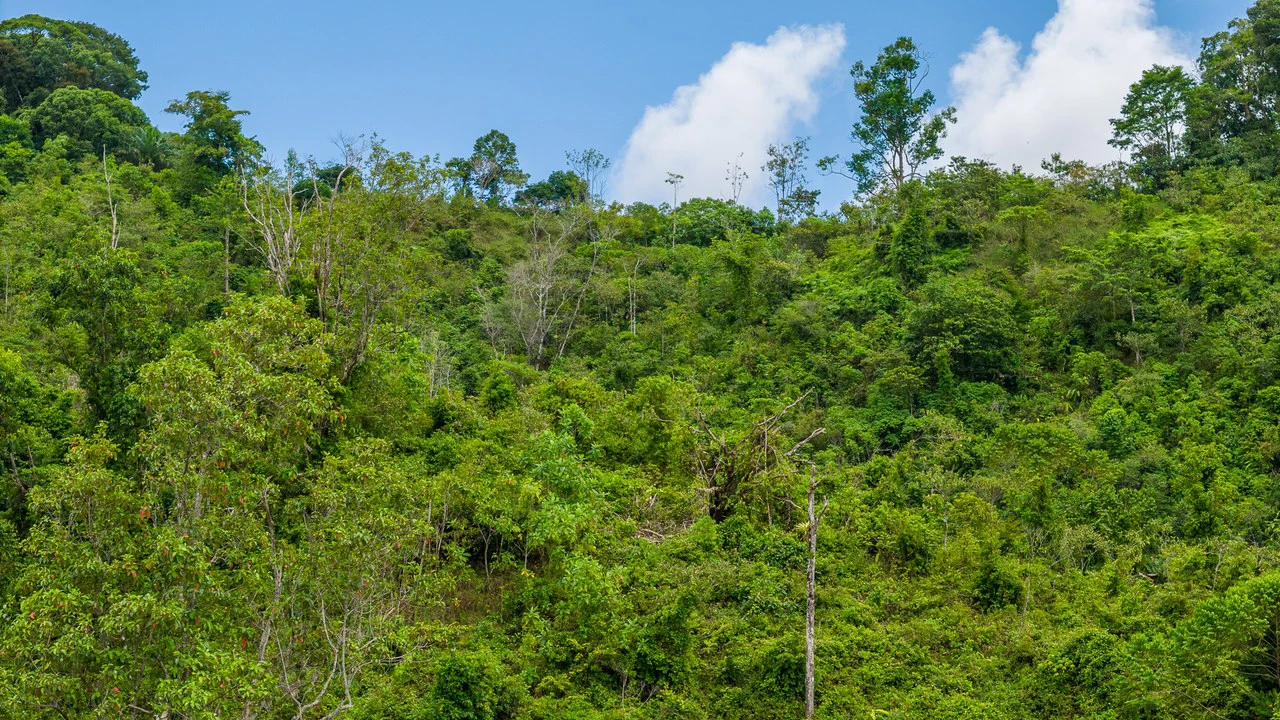 Costa Rican Gem with Conservation Potential: Preserve 26 Acres of Pristine Land - Gallery image 25