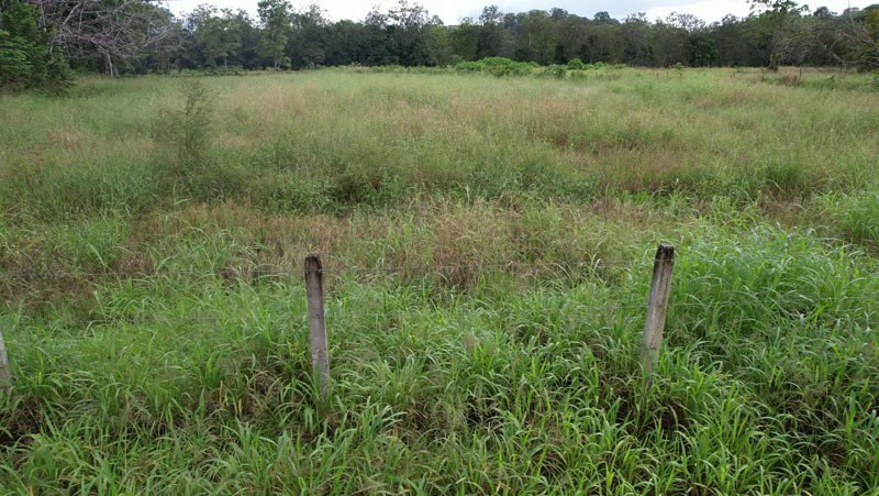Land For Sale with Excellent Location in La Amapola, Puerto Jimenez - Gallery image 9