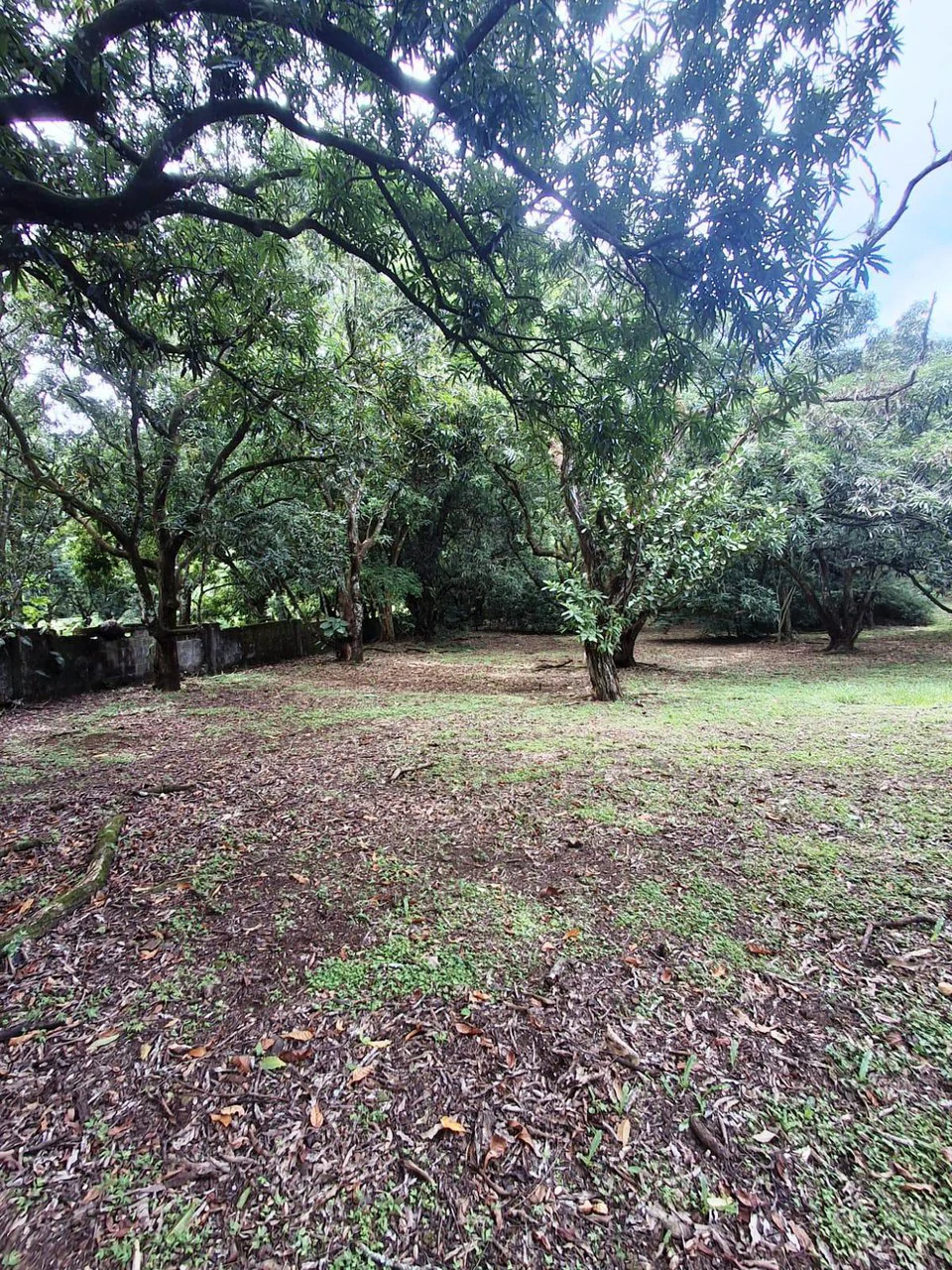 Flat Building Lot: 500 m2 Residential Lot in Atenas - photo 6