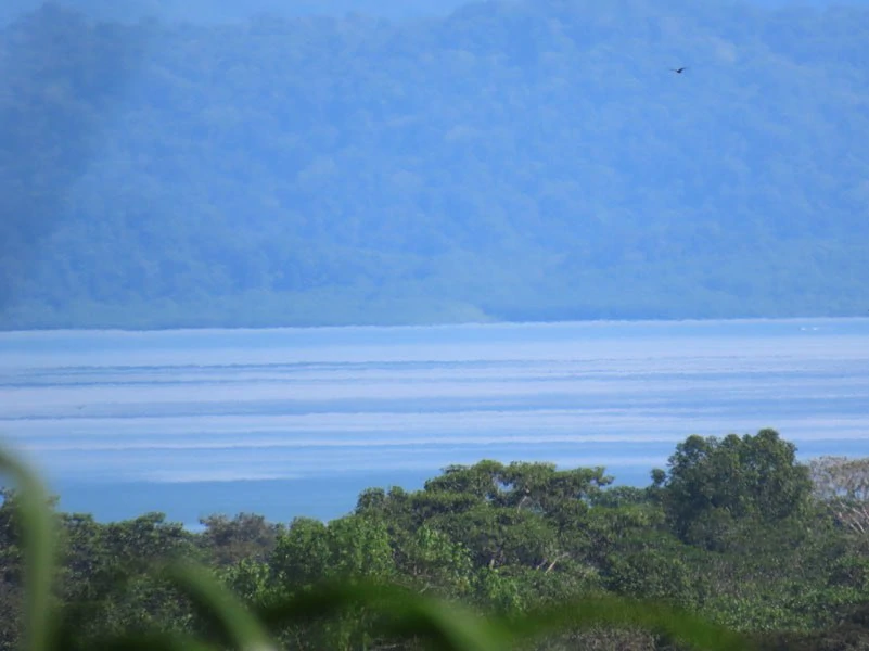 Palm Farm with Ocean View, Ideal for Ecotourism or Residential Development - Gallery image 28