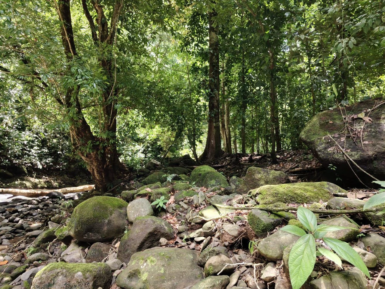TERRENO EN VENTA, PUNTARENAS.: Mountain Home Construction Site For Sale in Hatillo - Gallery image 23