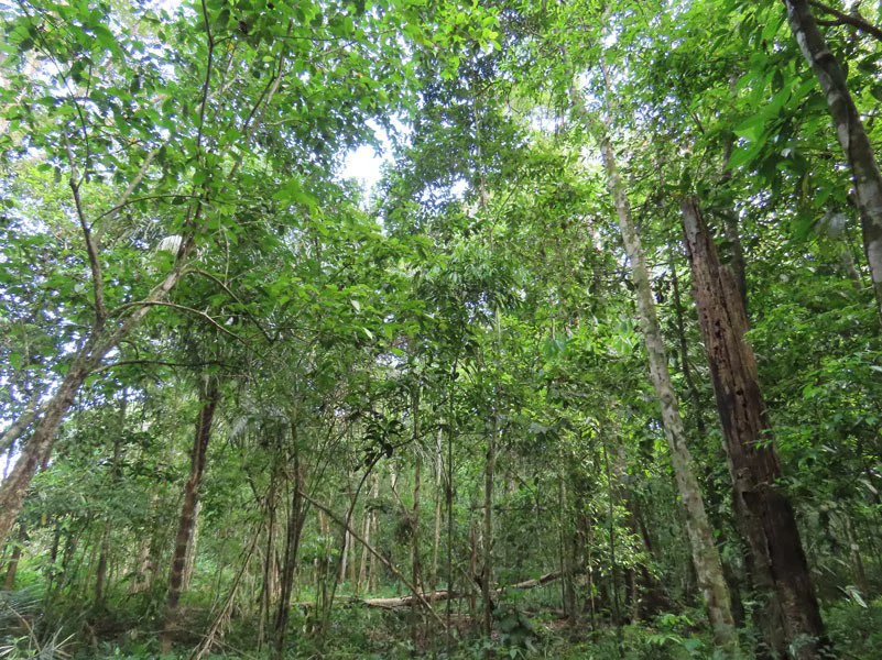 0.25 Acres Lots For Sale in La Amapola, Puerto Jimenez on Highway-245 - Gallery image 10
