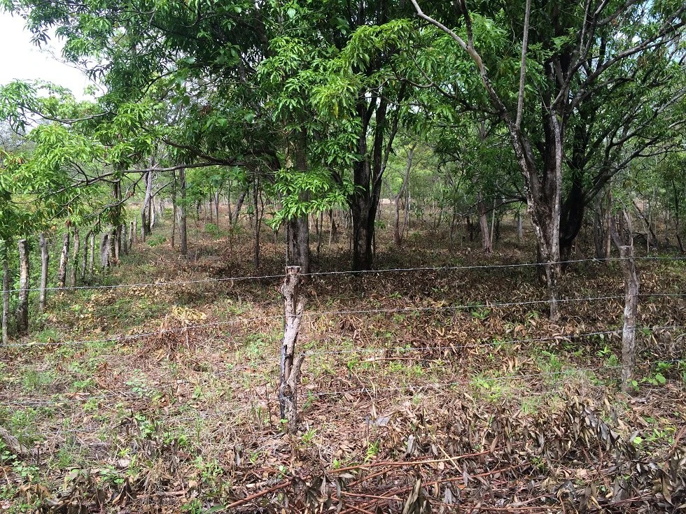 Finca grande: Economic Building property for sale in El Salto, with private access to the surrounding beautiful nature with own river - Gallery image 6