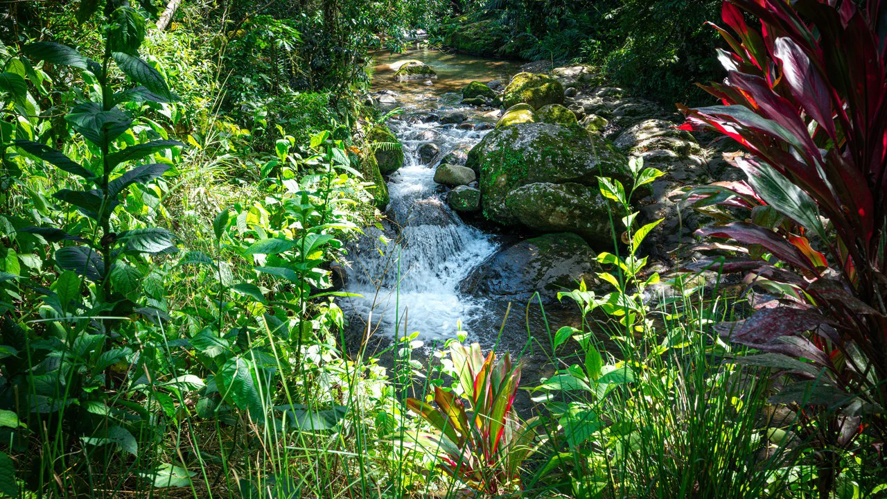 Riverfront Mushroom Farm & Private Waterfall Residence in Orosi - Gallery image 70