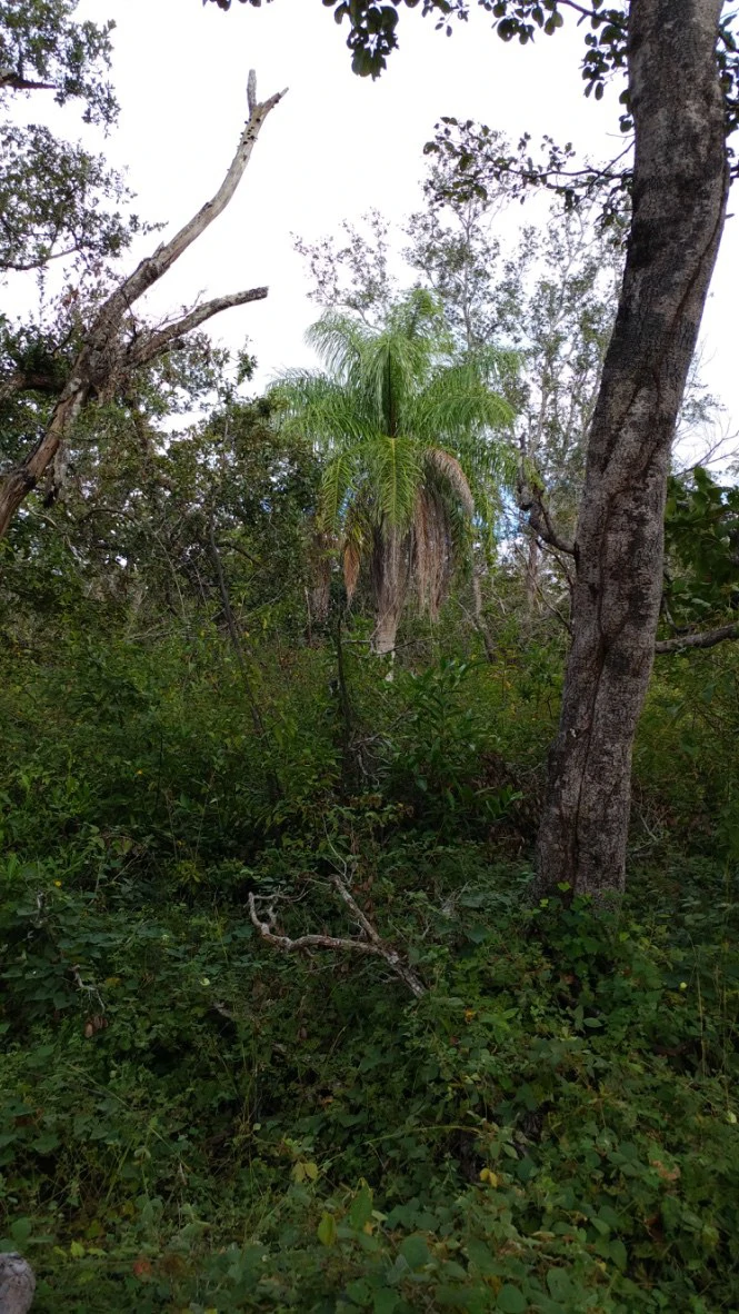 Mountain Farm for Sale in Liberia – Nature, Privacy, and High Investment Potential - Gallery image 4