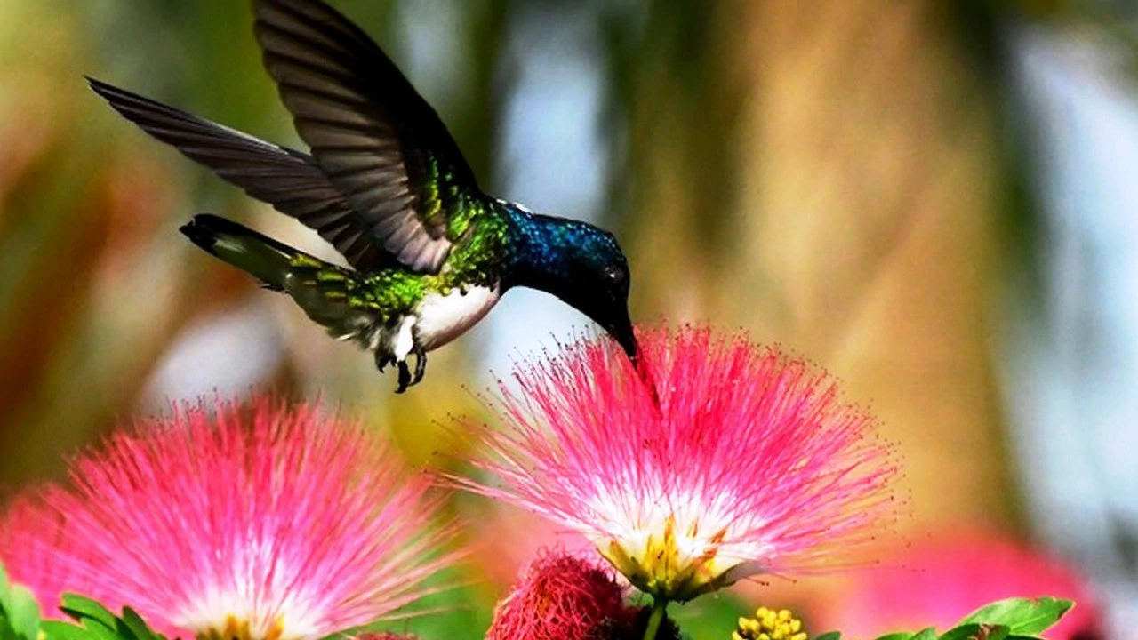 45 Acre Premier Riverfront Ranch in Santa Teresa Pérez Zeledón - Gallery image 29