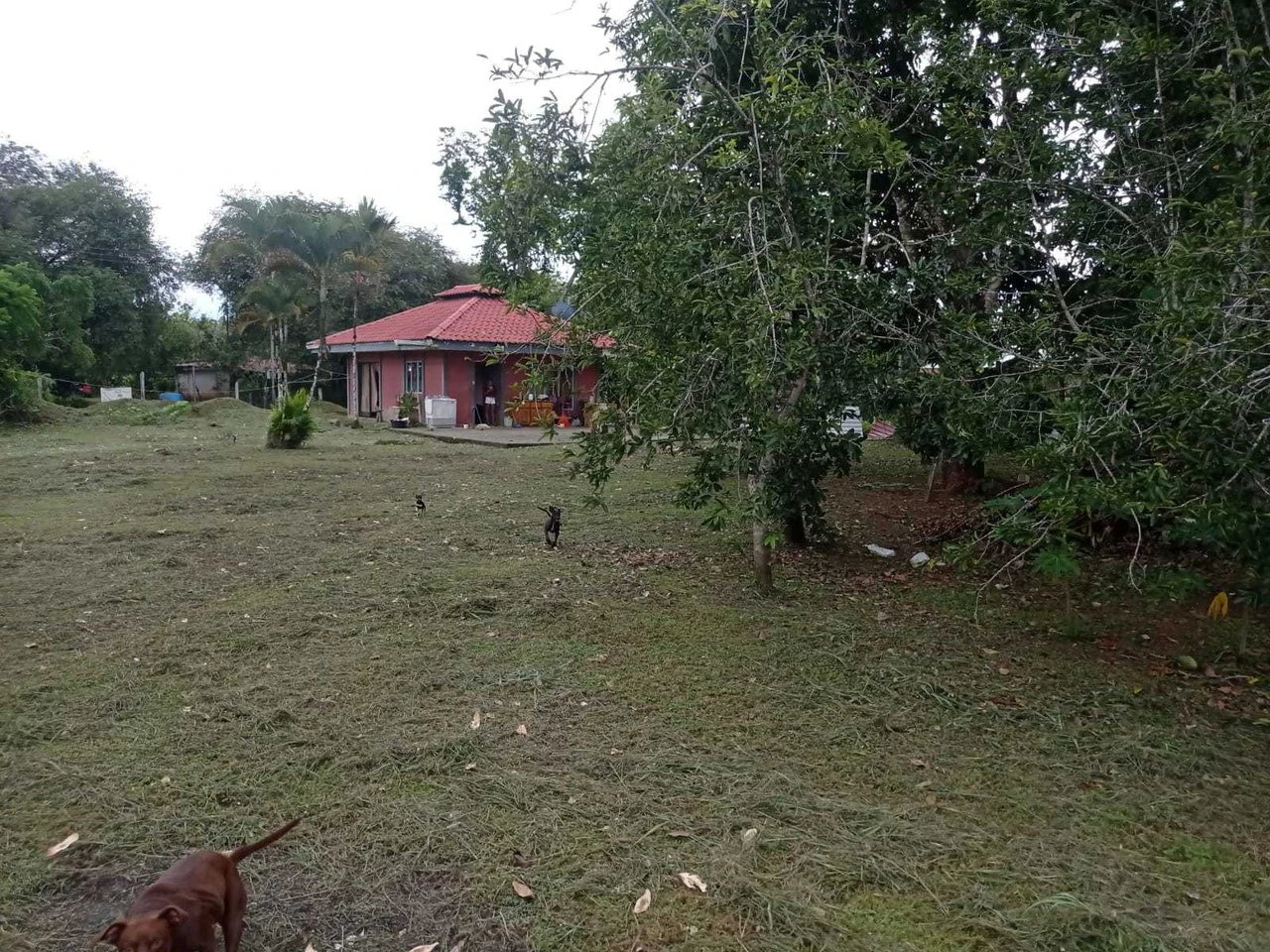 Prime Mixed-Use Property in La Palma, Puerto Jimenez - Gallery image 6