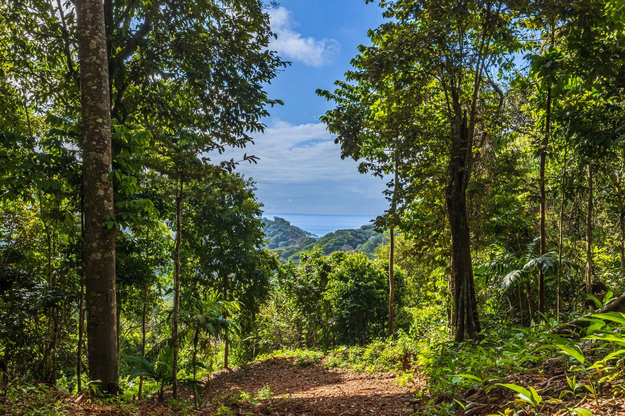 Rare 86-Acre Ocean View Estate Bordering Hacienda Barú – A Unique Opportunity for Conservation and Development - Gallery image 3