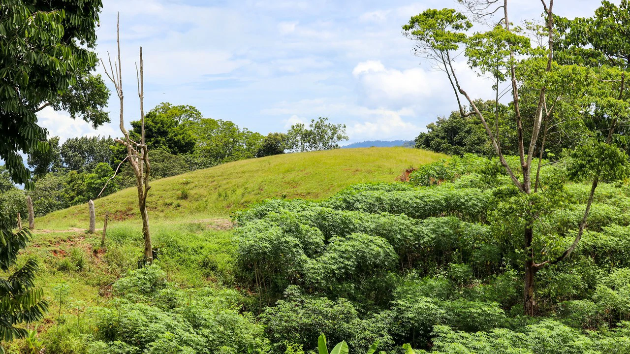 Unique Development Property Overlooking the Pristine Golfito Bay and Golfo Dulce - Gallery image 37