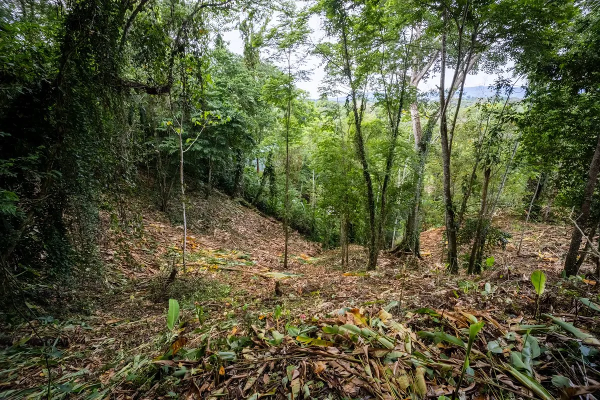 ID 1084: 5,500 sqm Lot with Mountain View in Iriria 1, Punta Uva - Gallery image 5