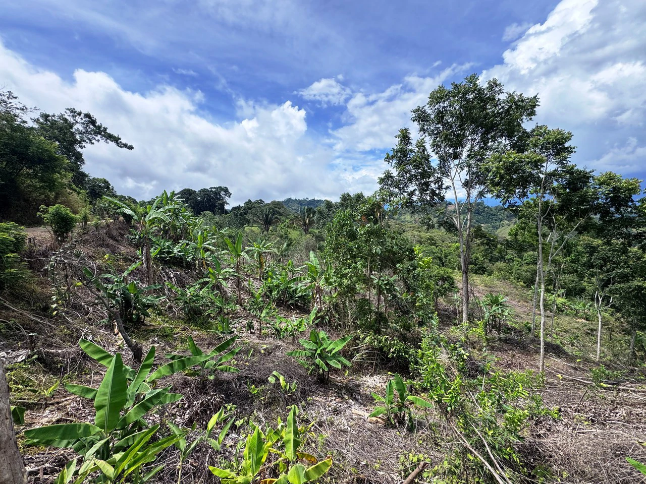 4.6 Acre Tropical Fruit Farm with Elevated Homesite & Valley Views San Isidro - photo 14
