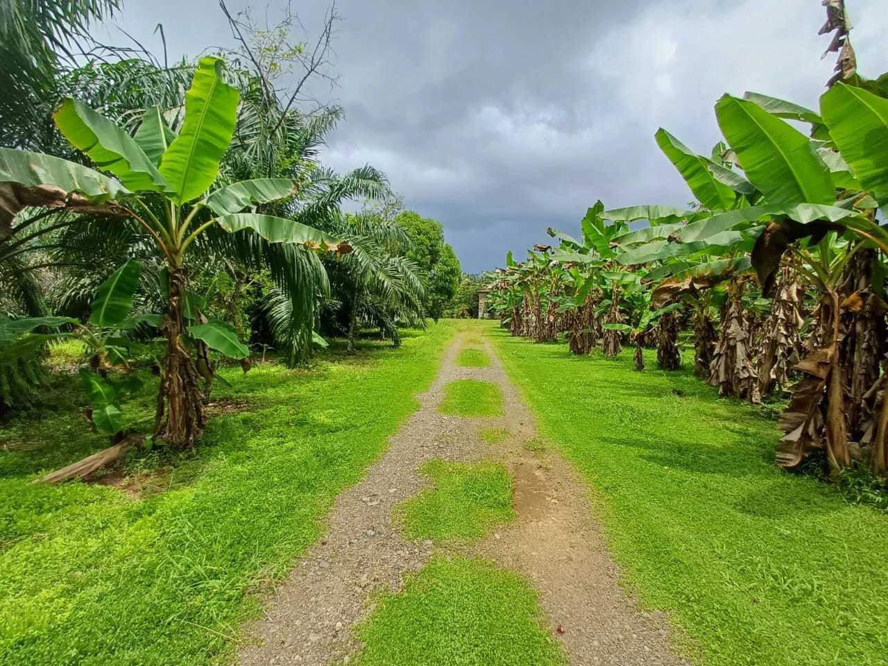 Finca La Palma, Cañaza, Puerto Jiménez - Gallery image 5