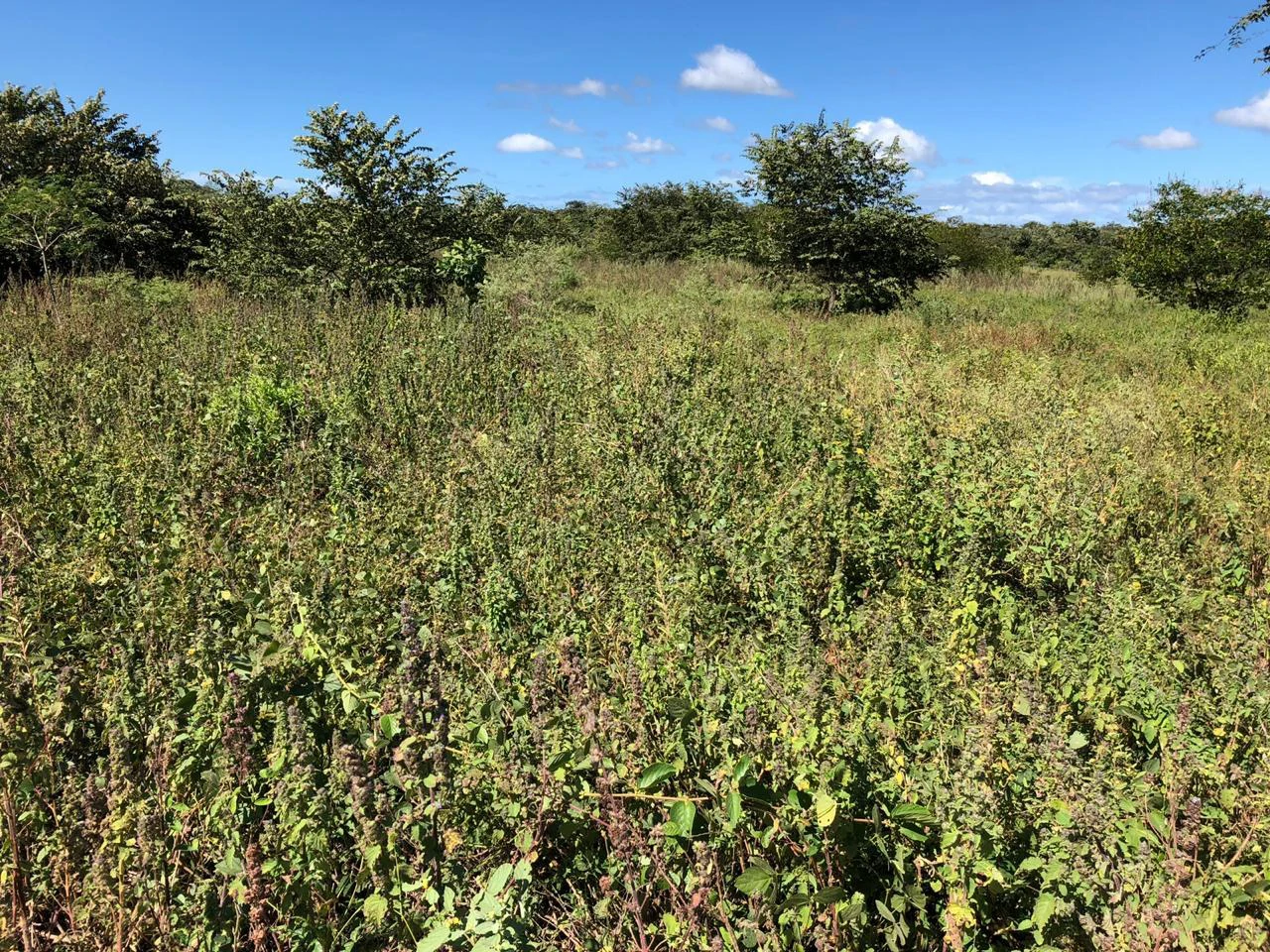 Property near the airport in Liberia – Strategic investment opportunity - Gallery image 6