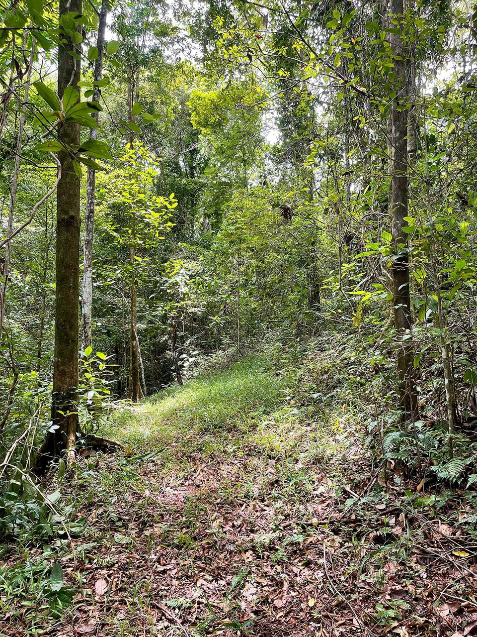 ID 4167: Investment Opportunity: 8-Acre Reforested Mountain Finca in Puriscal - Gallery image 11