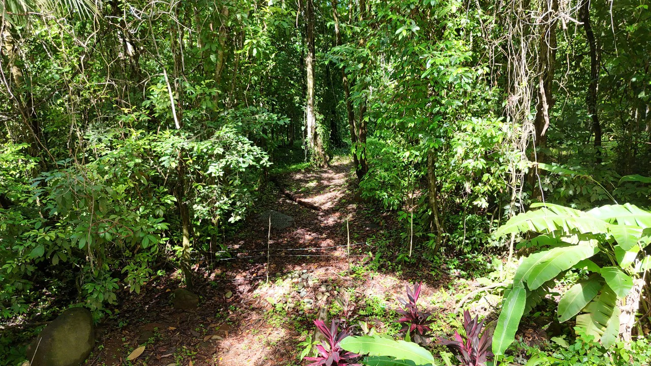 Spectacular Ocean view on 7.7 acres: Mountain Home Construction Site For Sale in Bahía Ballena - Gallery image 9