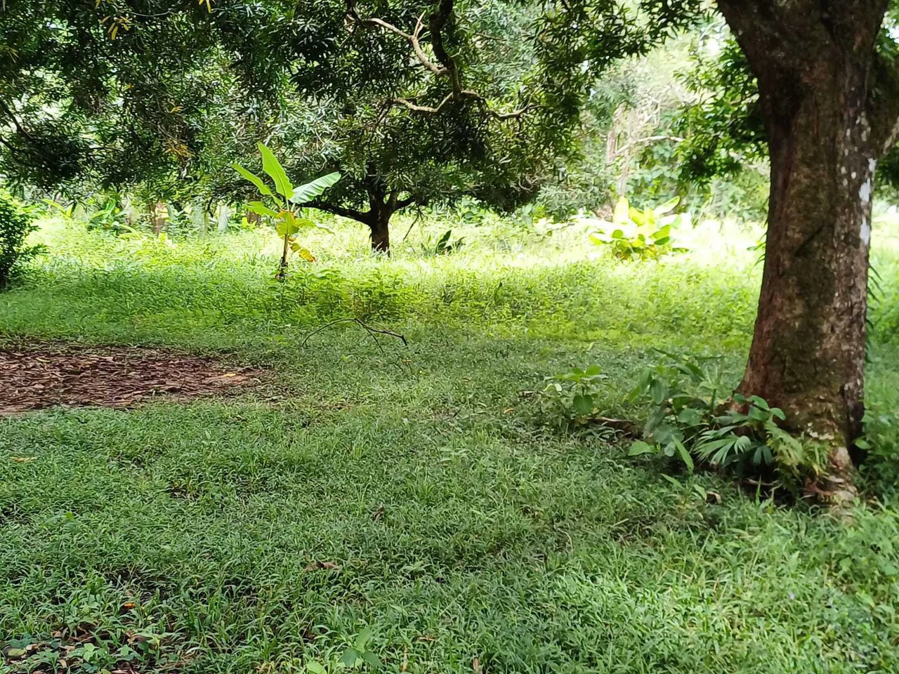 Natura Amapola Reserve, Puerto Jimenez - Gallery image 3