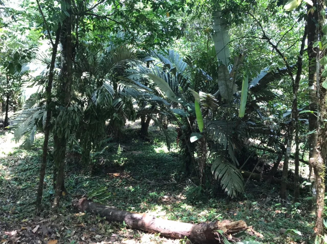 Hot Springs Property for Sale with Two Natural Hot Water Springs, Two Cold Water Creeks, and a Giant 300-Year-Old Tree - Gallery image 16