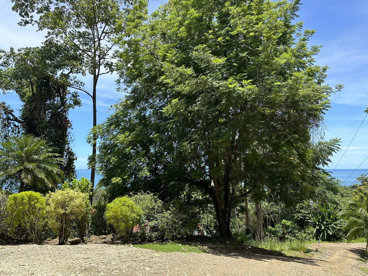 1.6 Acres Land Parcel in Ballena, Jungle Views.: Mountain Home Construction Site For Sale in Bahía Ballena - Gallery image 8
