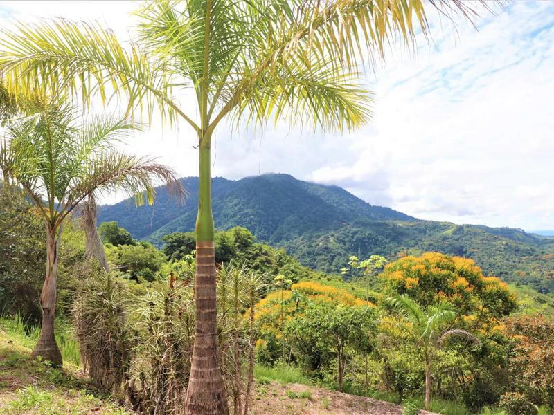 Captivating 3.15-Acre Property: Huge Pricedrop! Firesale Oceanview Lot in Tres Rios - Gallery image 36