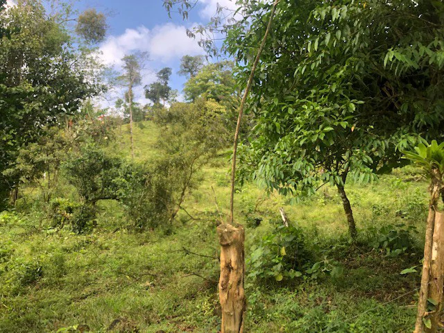 Cold & Hot springs surrounded by an overgrown farm, taken back by nature - Gallery image 20