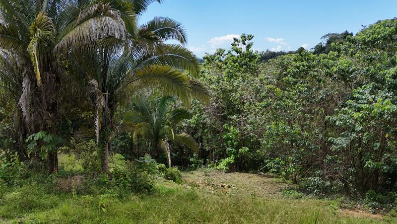 Gorgeous Ocean View Acreage in San Buenas - Gallery image 5