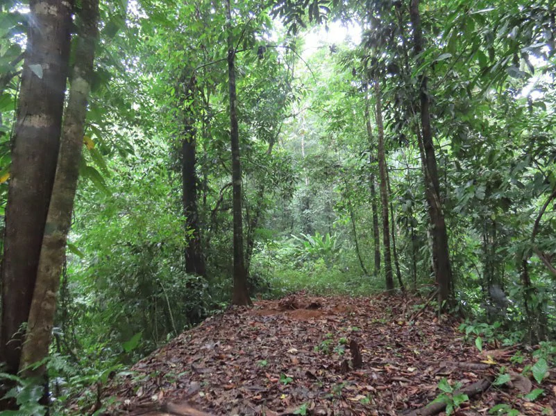 34-Acres of Forest For Sale in Riyito de Puerto Jimenez - Gallery image 25