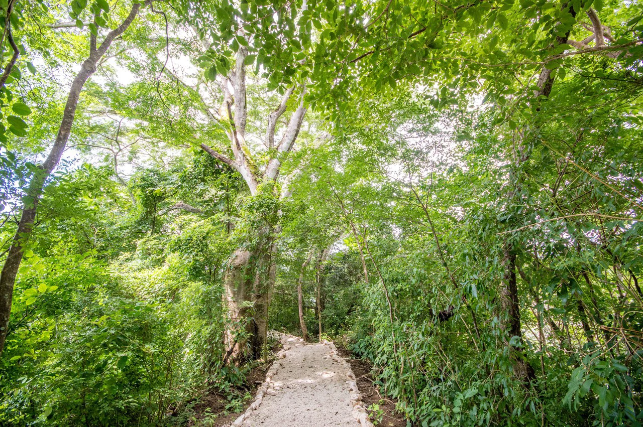 Finca del Cusuco: Hills of Buena Vista - Gallery image 3