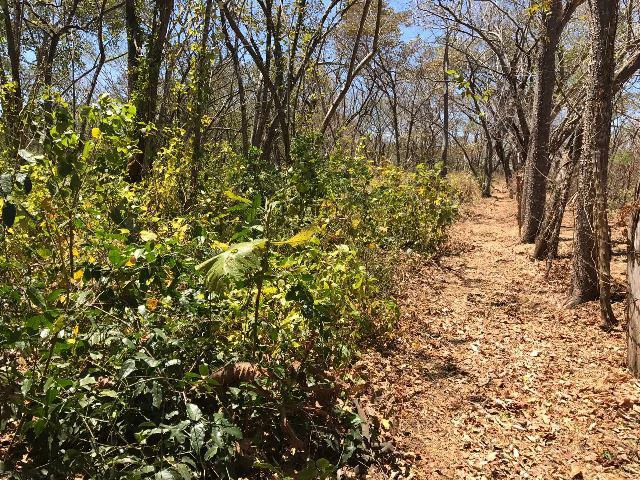 Huge terrain for sale in Guardia close to the International Airport of Liberia - Gallery image 26