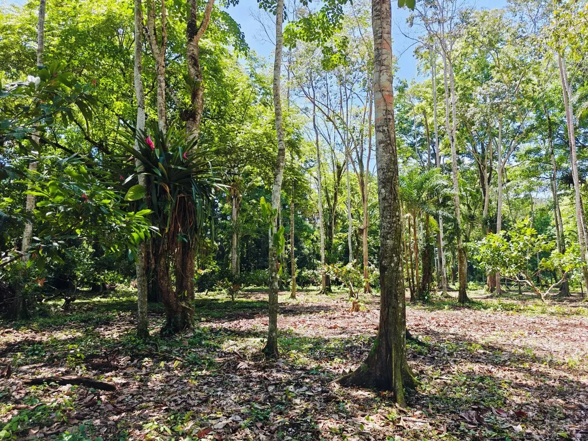 ID 961: Lot 4 - 5383 sqm - New Development on Old Yard Road, Cahuita - 300 Meters to the Beach - Gallery image 3