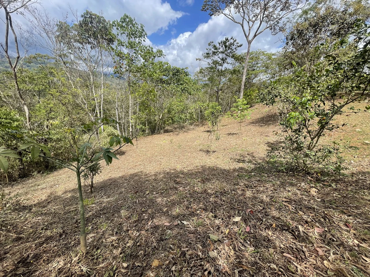 Elevated Two and a Half Acres with Cool Breeze in San Isidro del General - Gallery image 13