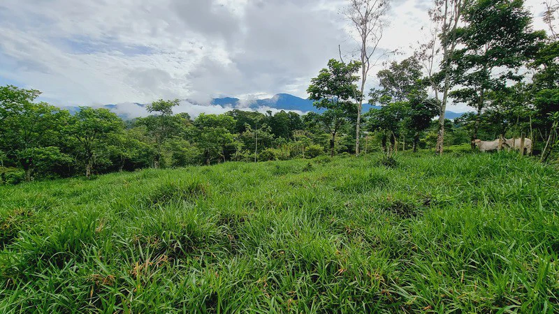 Lote en San Francisco de Cajon: Mountain Agricultural Land For Sale in San Francisco - Gallery image 10