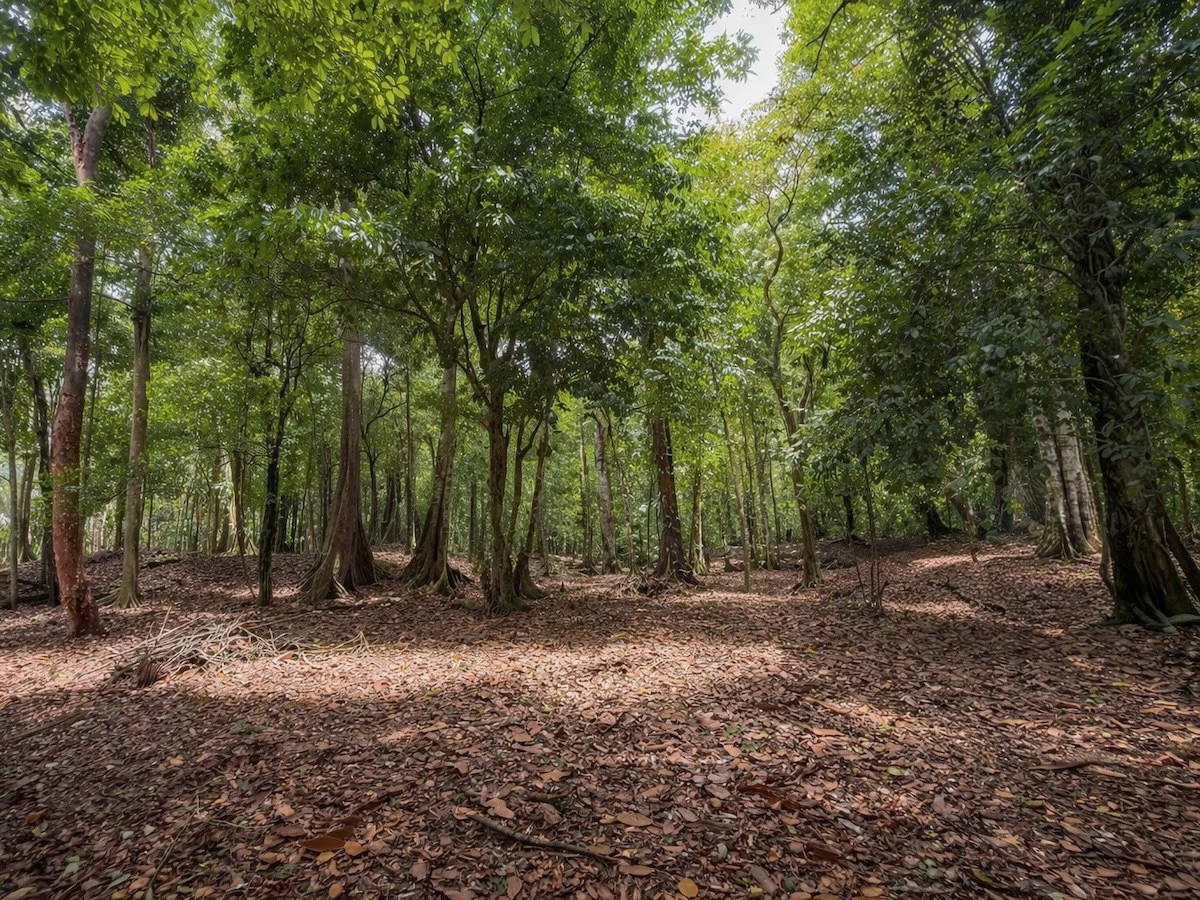 Property Near Carate Beach | 3.5 Hectares, Osa Peninsula - Gallery image 4