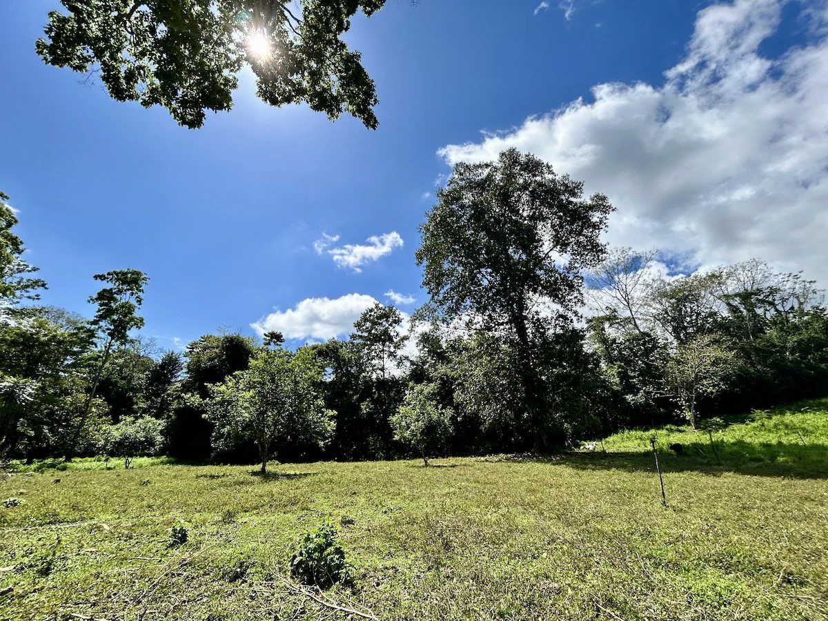 Ideal Osa Peninsula Property for Estate or Homestead - Gallery image 8