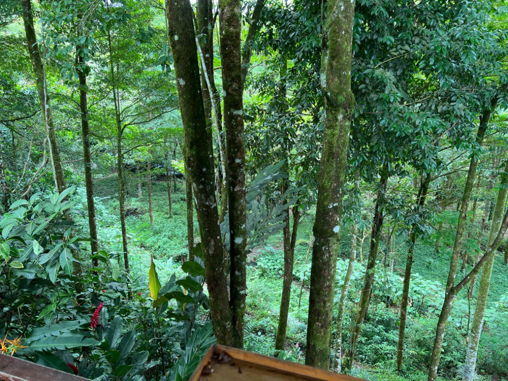 Mountain and Countryside House For Sale in Santa Elena - photo 5