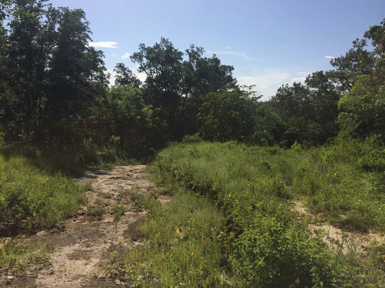 Finca de 31 hectáreas en Liberia: Great investment opportunity - Gallery image 6
