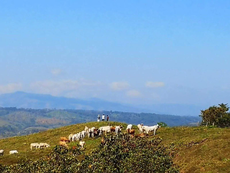 Livestock Farm | Titled property located in Santa Eduviges - Gallery image 18