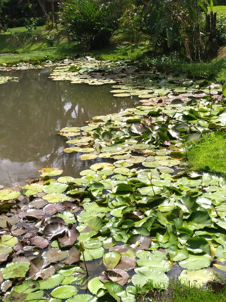 Pristine Business for Sale in Santo Domingos Forest, 3 cabins surrounded by wild nature, Tilapia lake with a dock, and a Restaurant - Gallery image 9