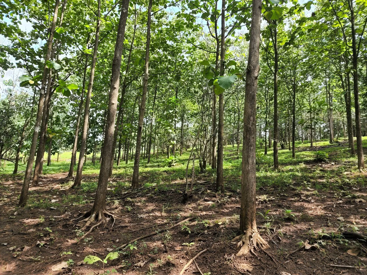 INVEST IN A TEAK PLANTATION FOR 25 YEARS - Gallery image 14